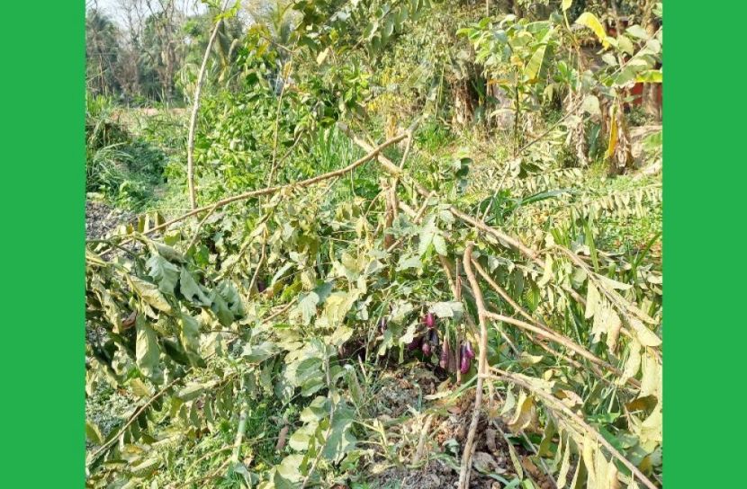 ঝালকাঠিতে বিরোধপূর্ণ জমির গাছ কর্তনের অভিযোগ