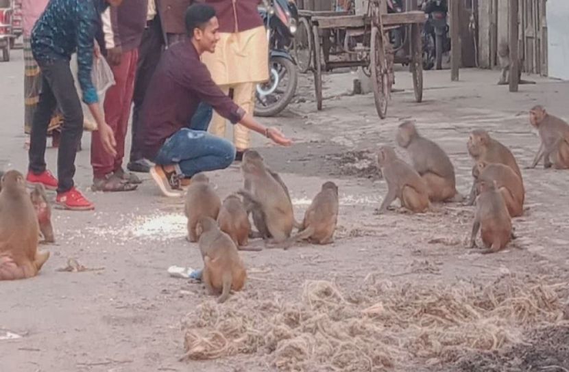 মাদারীপুরে খাদ্য ও বাসস্থান সংকটে কমেছে বানর