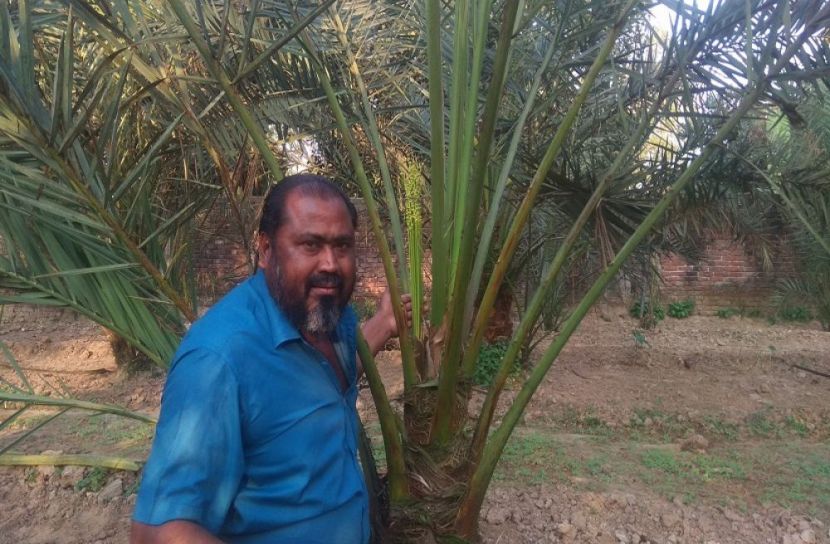 মোতালেবের সৌদি খেজুর বাগান, বছরে বিক্রি কোটি টাকা