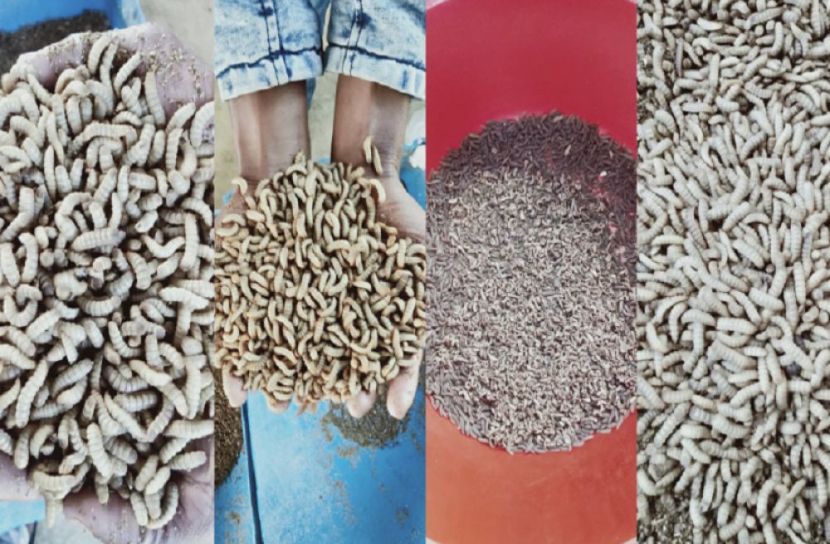 ভালুকায় বানিজ্যিক ব্ল্যাক সোলজার চাষ