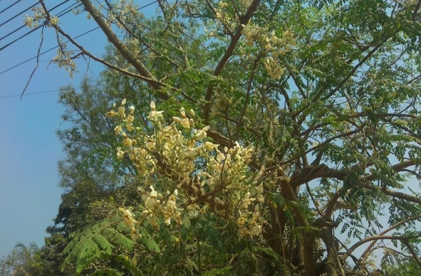 সজিনা গাছ