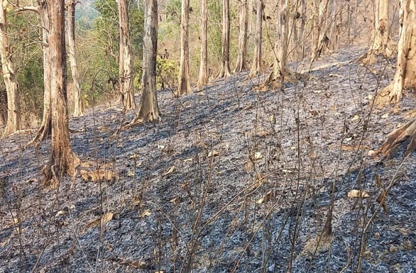 কর্তৃপক্ষের উদাসীনতায় বনভূমি পুড়ে ছাই। মৌলভীবাজার জেলার জুড়ী উপজেলার লাঠিটিলা সংরক্ষিত বন-২০২২
