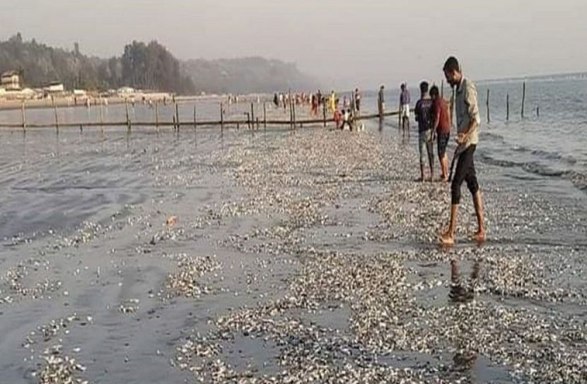 সৈকতে মৃত মাছের ঢল