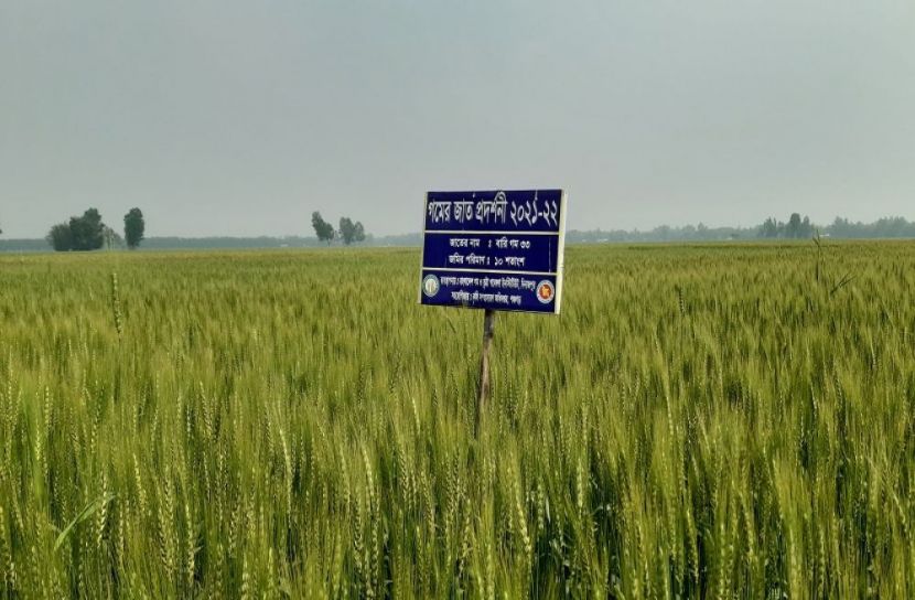 পঞ্চগড়ে গমের বাম্পার ফলনের সম্ভাবনা