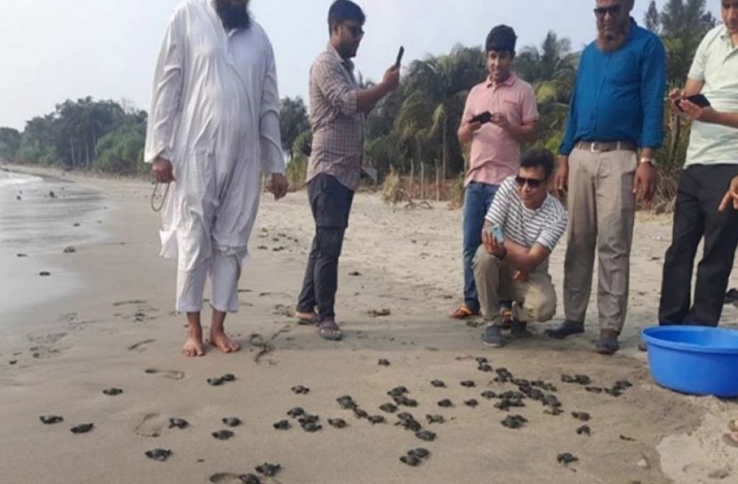 সেন্টমার্টিন সৈকতে ১২০ কচ্ছপ অবমুক্ত