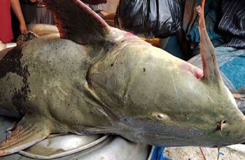 ছবি- সংগৃহিত