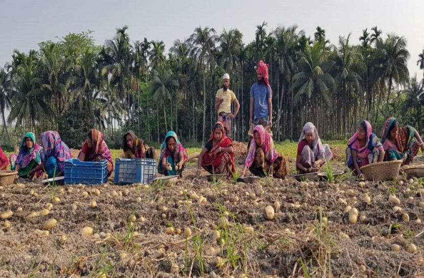 লালমোহনে আলুর বাম্পার ফলন