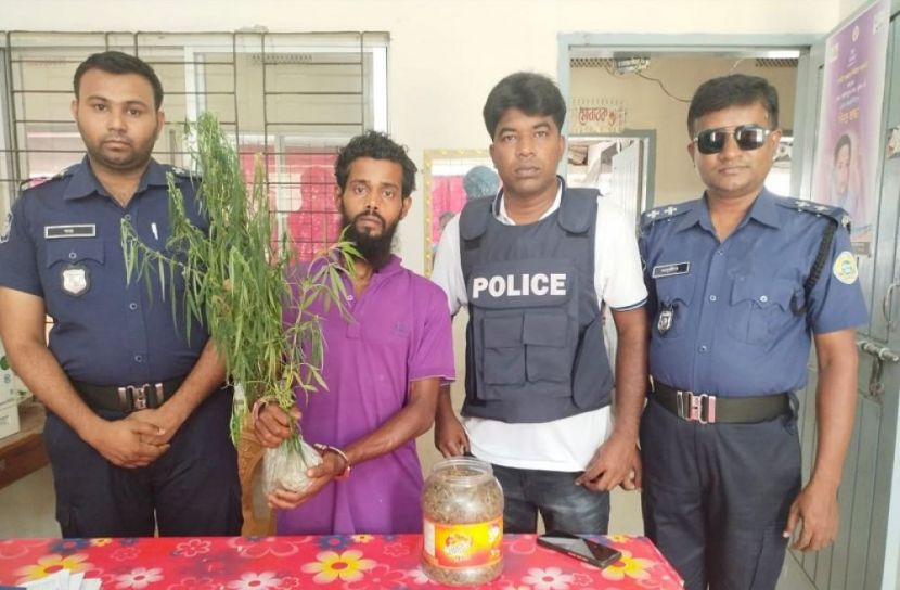রাজাপুরে ৪শ গ্রাম গাঁজা ও গাছসহ যুবক আটক