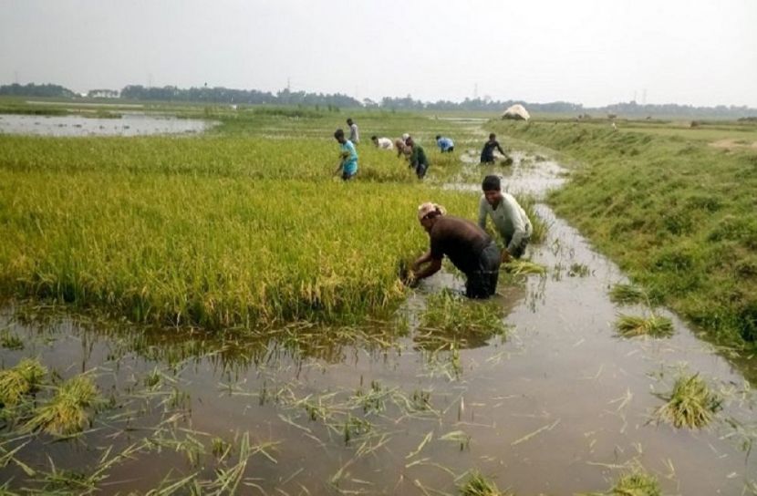 সুনামগঞ্জে তলিয়ে গেছে ৪০ হেক্টর জমির বোরো ধান