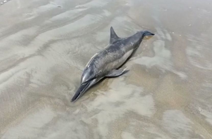 সৈকতে ভেসে এসেছে মৃত ডলফিন