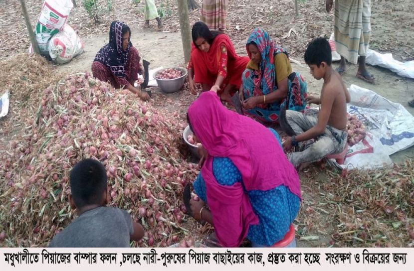 মধুখালীতে পেঁয়াজের বাম্পার ফলনে কৃষকের মুখে হাসি