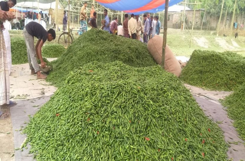 নীলফামারীতে প্রতিদিন দেড় কোটি টাকার মরিচ বিক্রি
