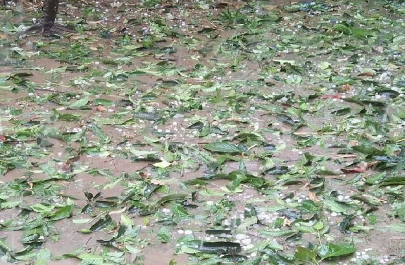 ঠাকুরগাঁওয়ে শিলাবৃষ্টিতে ফসলের ব্যাপক ক্ষতি