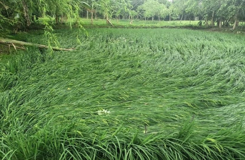 ঈশ্বরগঞ্জে ঝড় কেড়ে নিল কৃষকের স্বপ্ন