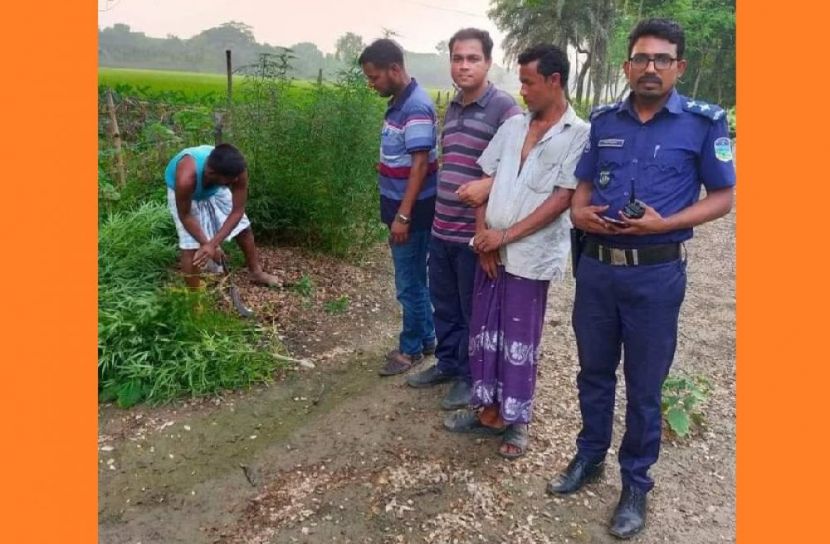 ত্রিশালে গাঁজা চাষী আব্দুল মতিন আটক 