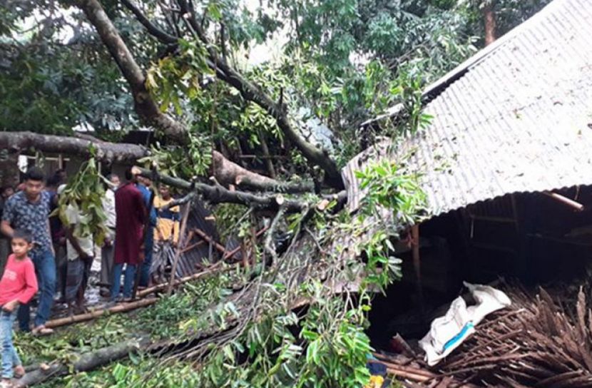 ঝড়ে গাছ ভেঙে ঘরের ওপর পড়ে (ছবি: সংগৃহীত)