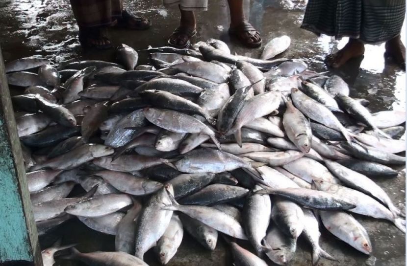 মাছশূন্য কুয়াকাটা সমুদ্র উপকূল