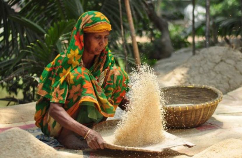 বাংলাদেশে খাদ্যশস্যের উৎপাদন (ছবি: সংগৃহীত)