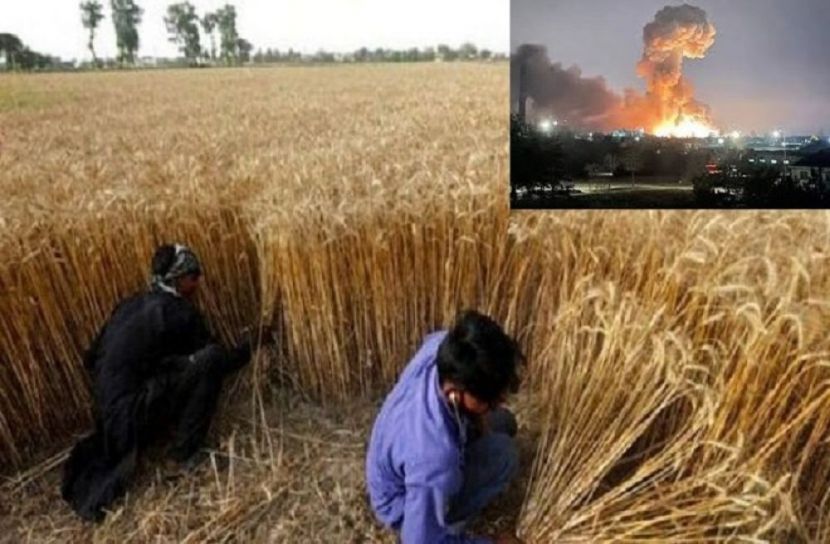 গমের বাজার দখলে নিচ্ছে ভারত