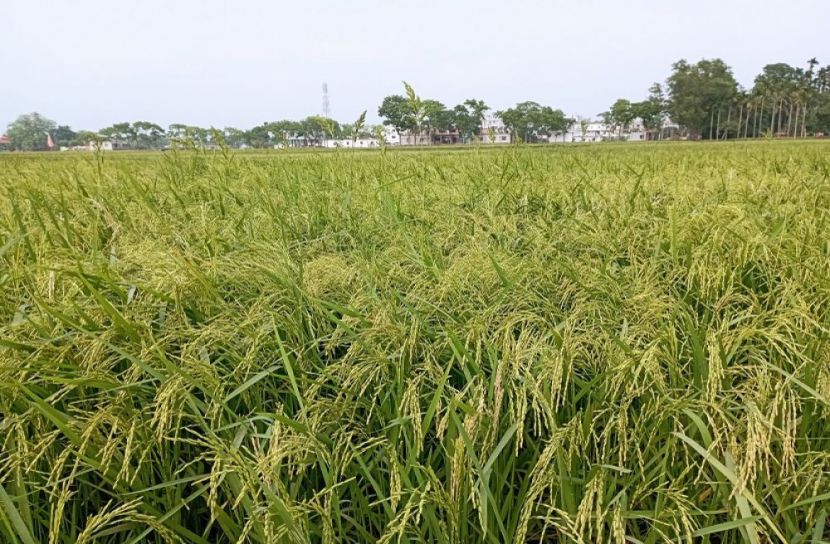বিস্তীর্ণ মাঠ জুড়ে দোলছে কৃষকের স্বপ্ন