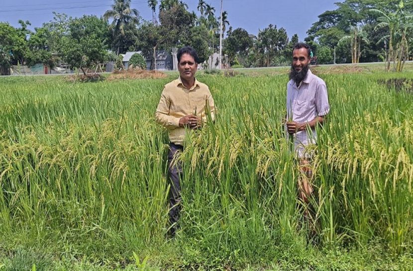 ঈশ্বরগঞ্জে বঙ্গবন্ধু ধান-১০০ চাষ