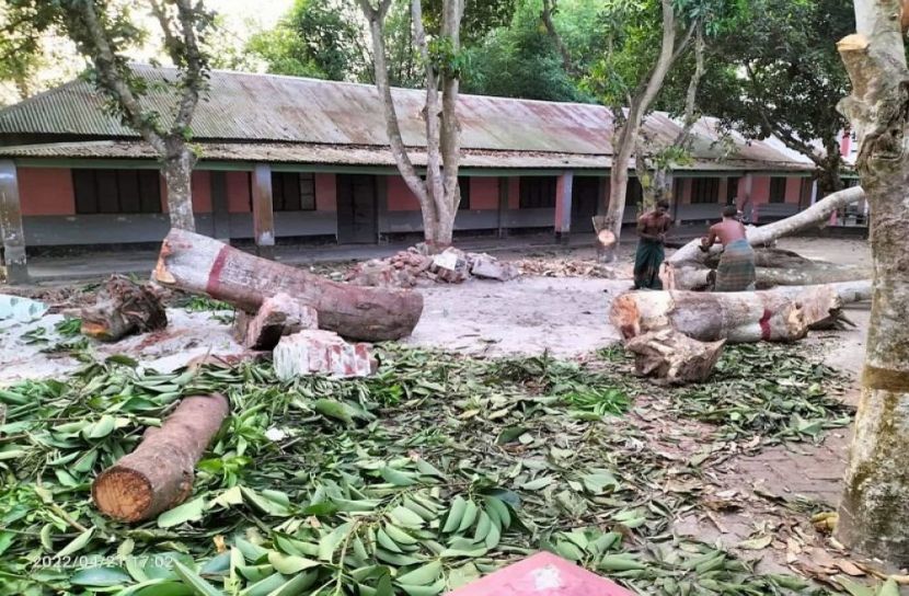 আলফাডাঙ্গায় কলেজের গাছ বিক্রি করলেন অধ্যক্ষ! 