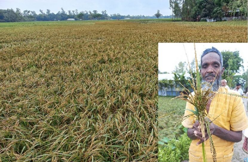 উলিপুরে ইট ভাটার ধোয়ায় ঝলছে গেছে কৃষকের স্বপ্ন