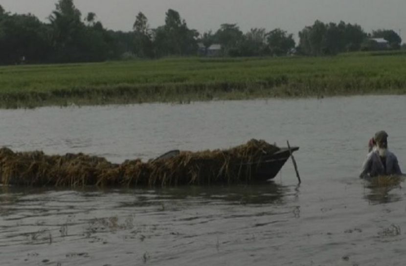 শিবচরের শত শত বিঘা ধানের মাঠ প্লাবিত