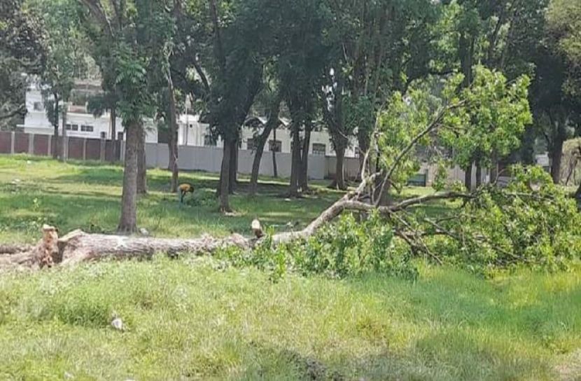 রাবির বন্ধ ক্যাম্পাসে চলছে বৃক্ষ নিধন উৎসব