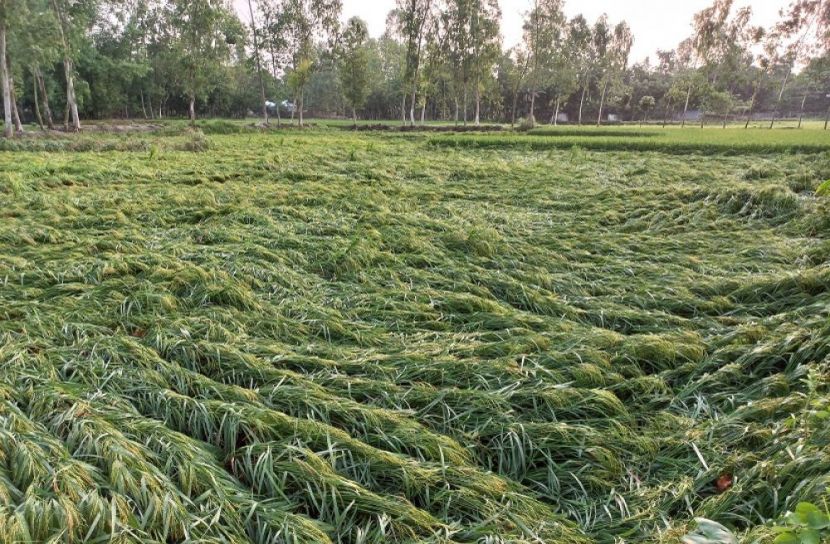 উলিপুরে শিলাবৃষ্টিতে বোরো ধানের ব্যাপক ক্ষতি
