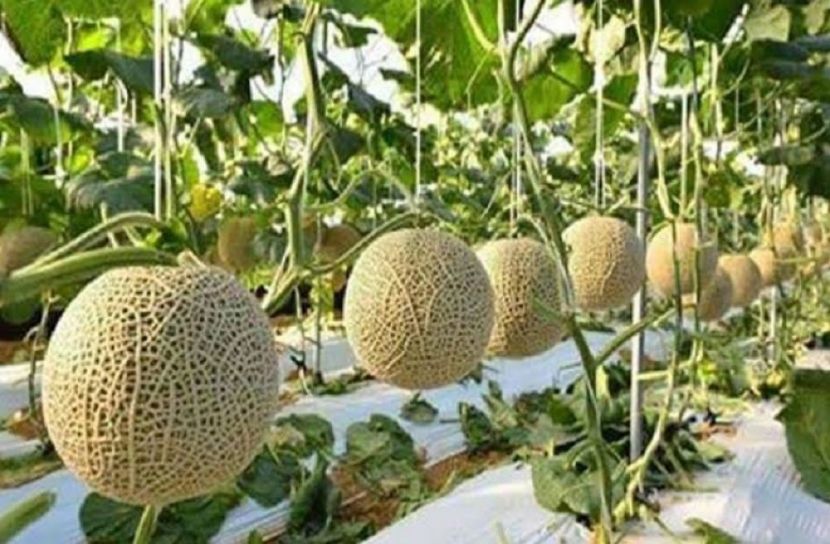 ফেনীতে চাষ হচ্ছে মরুর ফল রক মেলন