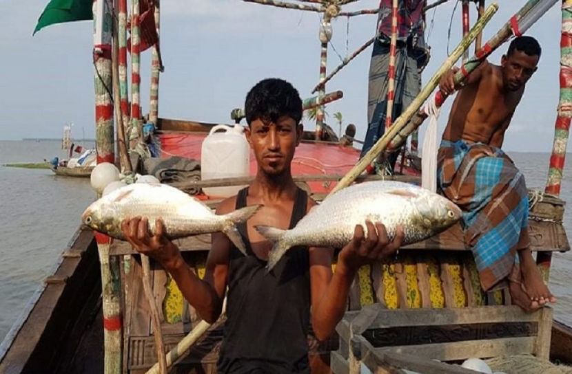 জালে ধরা পড়ছে রাজা ইলিশ