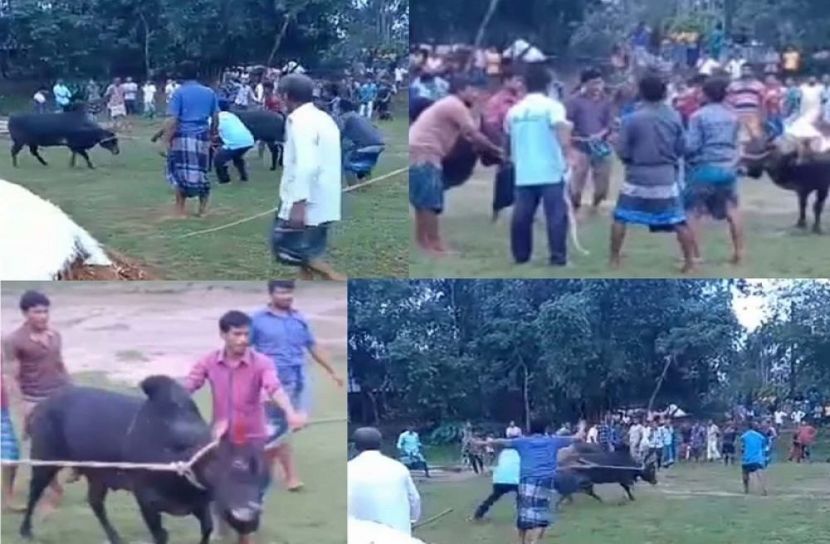 গৌরীপুরে বাজি ধরে ষাঁড়ের লড়াই