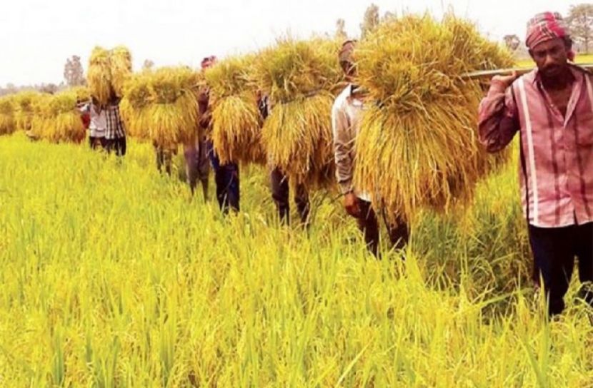 গাইবান্ধায় বোরো ধান উৎপাদনের লক্ষ্যমাত্রা