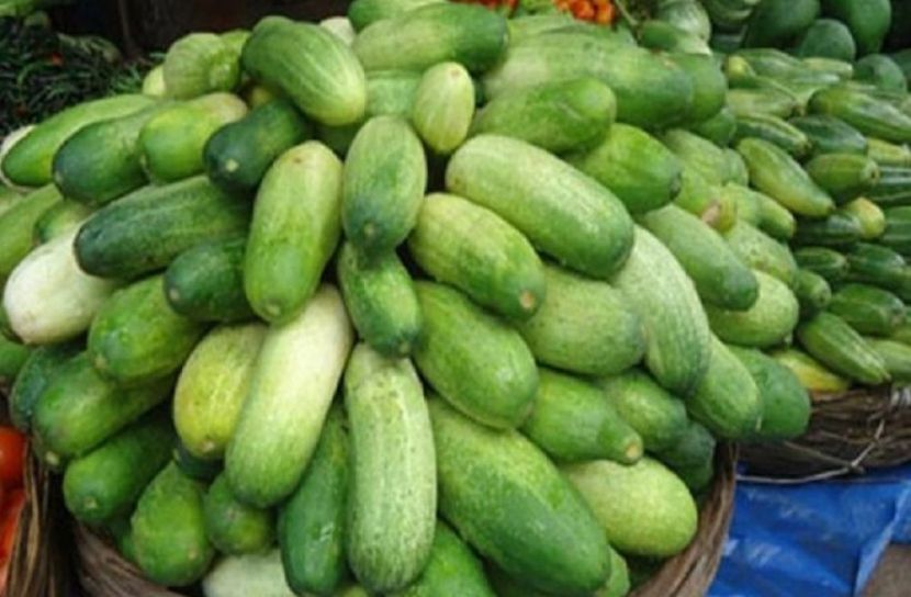 গাইবান্ধায় এক ব্যাগ শসা ৫ টাকা