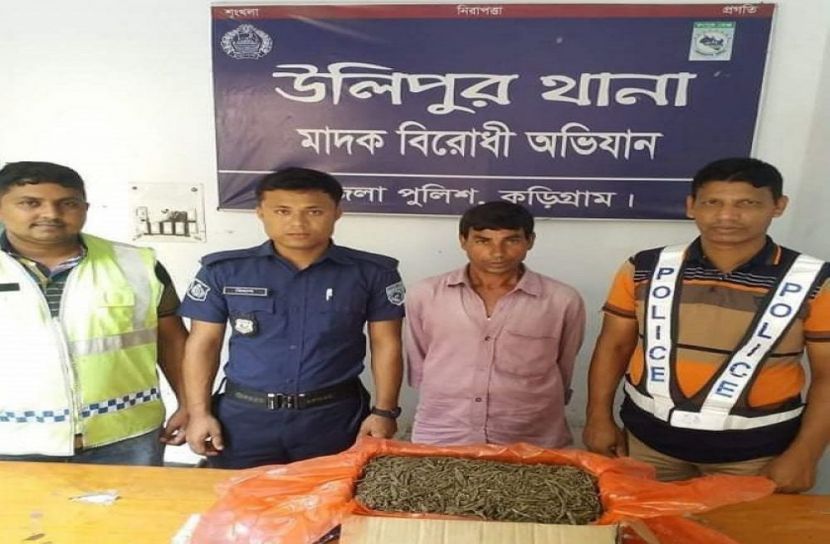 উলিপুরে ৬ কেজি গাঁজাসহ মাদক ব্যবসায়ী আটক
