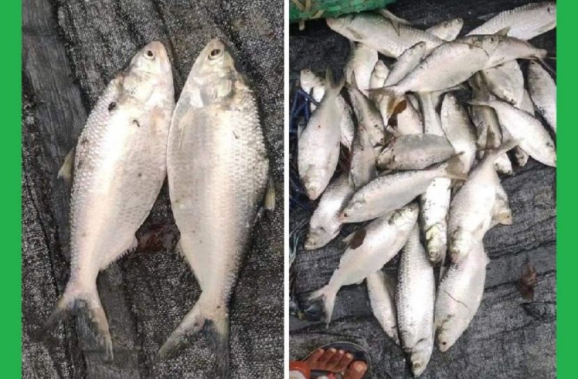 পুকুরে মিললো ৩৫ ইলিশ