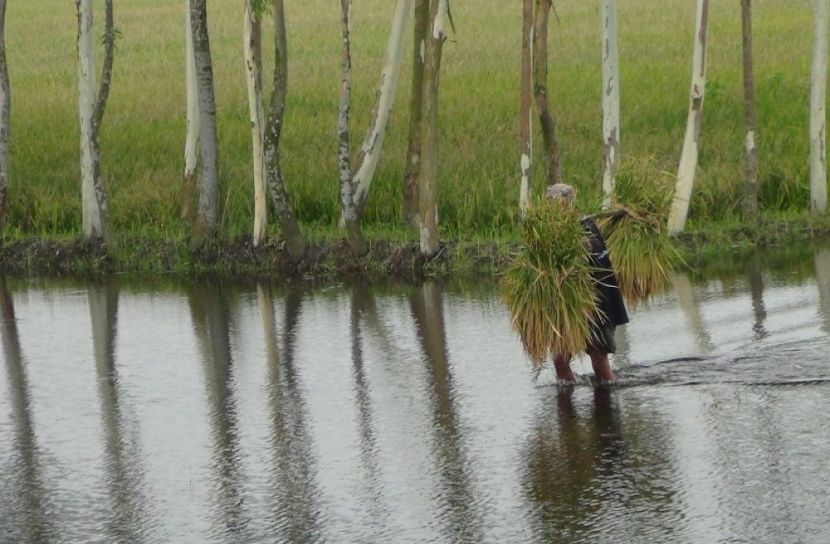 ঠাকুরগাঁওয়ে পানির নিচে বোরো ক্ষেত