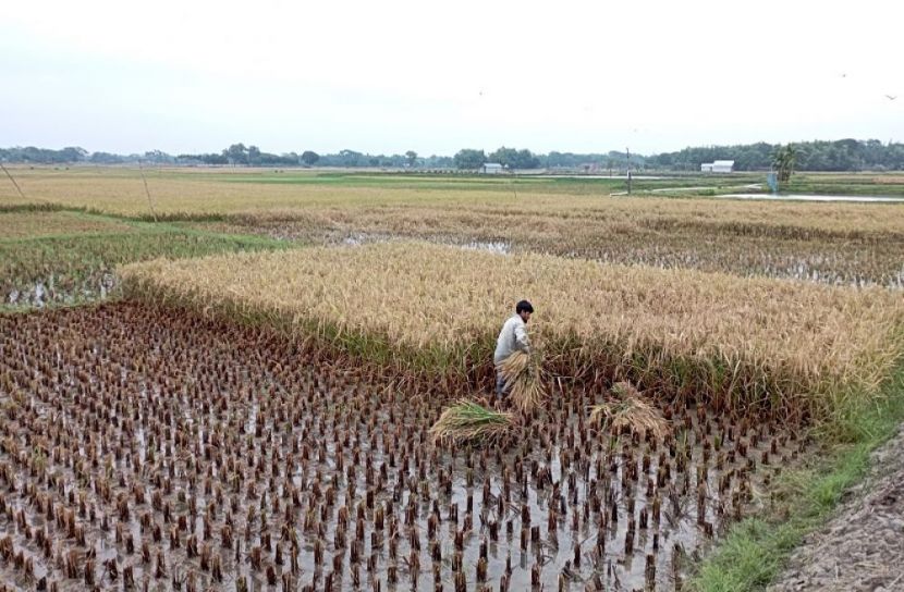ধান ঘরে তুলতে বিপাকে কৃষক