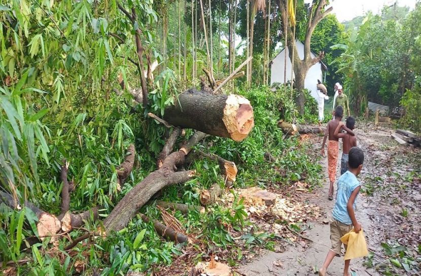 মুন্সীগঞ্জ ইউপি চেয়ারম্যানের বিরুদ্ধে গাছ কাটার অভিযোগ