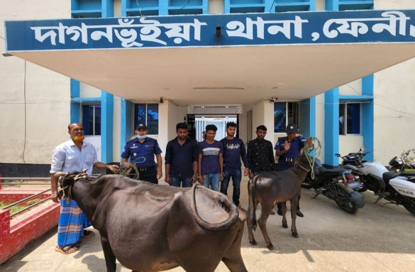 ফেনীতে গরুসহ গ্রেফতার ৪