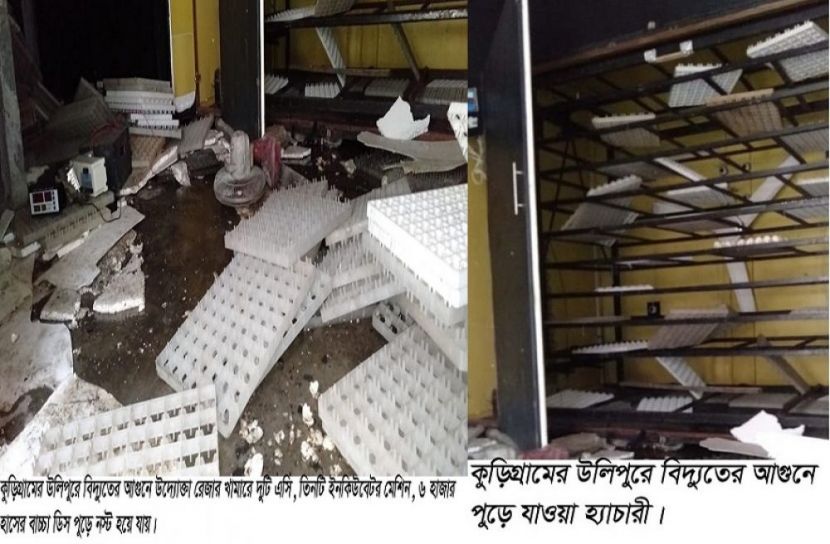 উলিপুরে ক্ষতির মুখে সফল উদ্যোক্তা রেজা