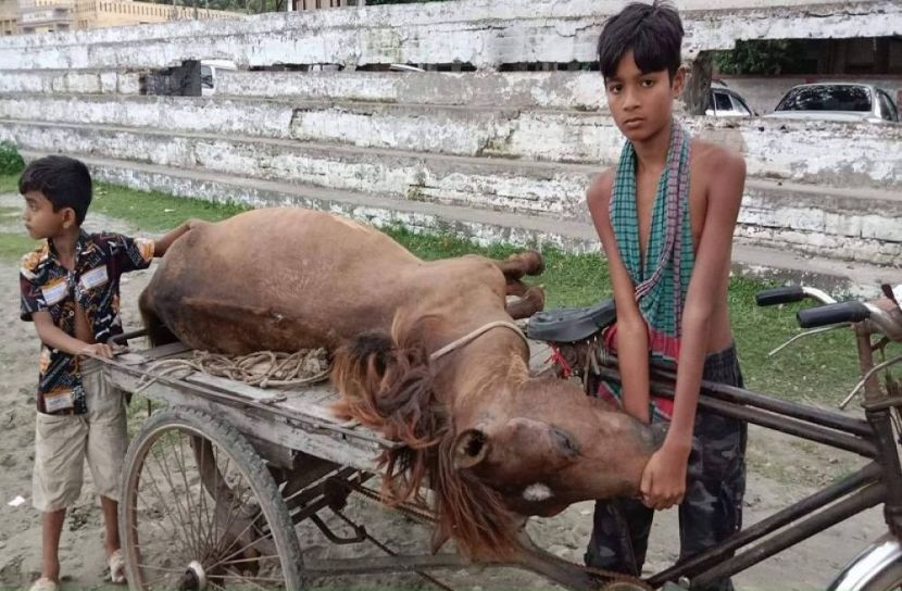 বাক বিতণ্ডায় জড়িয়ে ঘোড়া হত্যা অভিযোগ! 