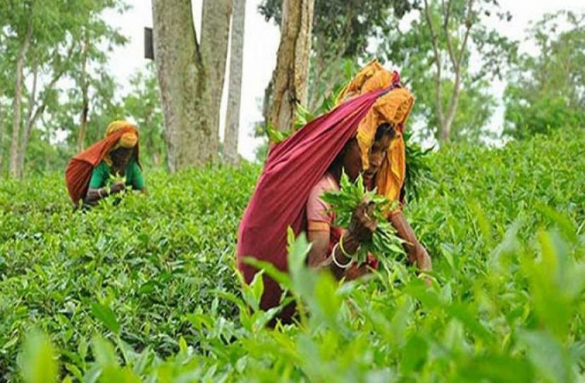 জাতীয় চা দিবস