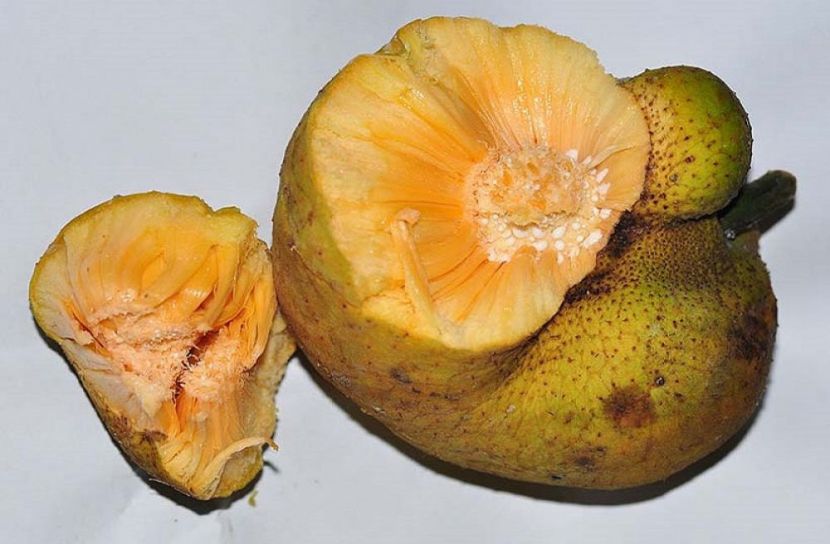 ডেউয়া ফলের উপকারিতা