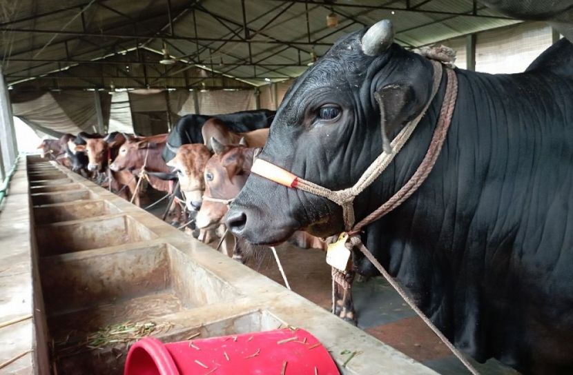 ঈশ্বরগঞ্জের খামারিরা গরু পরিচর্যায় ব্যস্ত