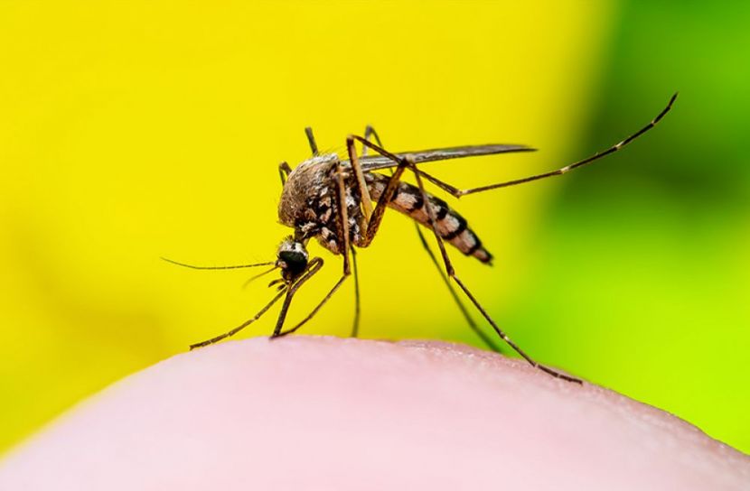১ দিনে ডেঙ্গু আক্রান্ত ২৪