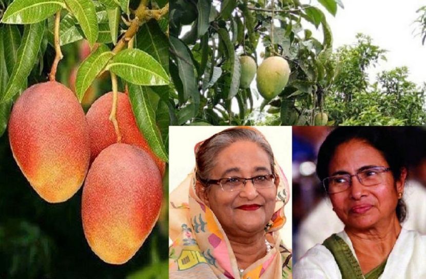 মমতাকে হাড়িভাঙ্গা আম পাঠালেন প্রধানমন্ত্রী