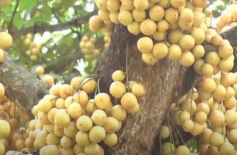 লটকন