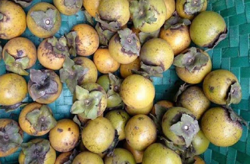 দেশীয় ফল গাব